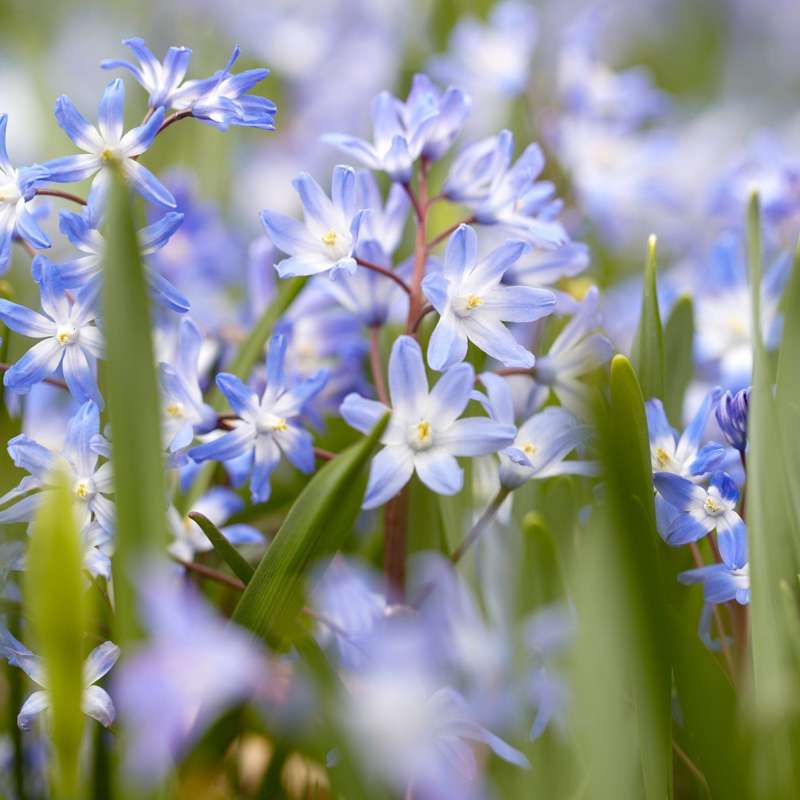 Snepryd 'Chionodoxa forbesii'